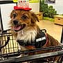 dog, shopping_cart, happy, birthday_hat, emotional_support_vest, pet, indoor, store, animal, tongue_out, fur, small_dog, cute, brown_fur, white_fur, canine, celebration, accessory, smiling, friendly