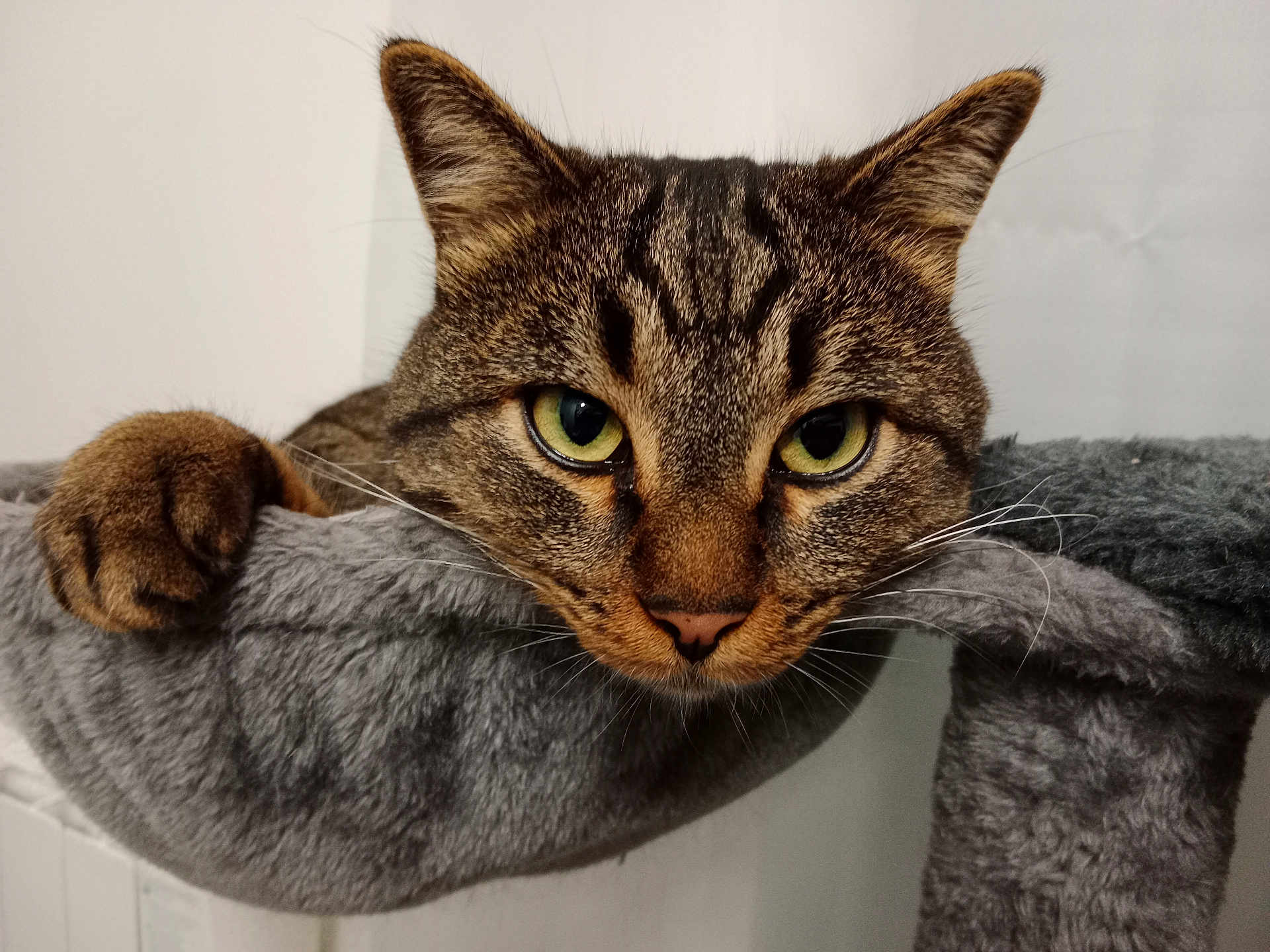 Kiki a rejoint le concours — aidez-le/la à gagner de superbes lots ! cat, tabby, pet, animal, feline, closeup, green_eyes, whiskers, paw, fur, indoor, cozy, gray, hammock, relaxed, cute, portrait, looking, resting, curious