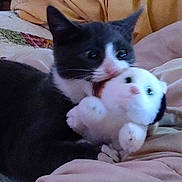 Poof is registered to the contest to win money with this photo: animal, bed, bite, blanket, cat, closeup, comfort, cozy, cute, fur, gray, indoor, kitten, pet, playful, plush_toy, soft, toy, white, young