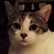 Kissyface joined the competition — help win amazing prizes! cat, close_up, face, eyes, whiskers, pet, animal, fur, indoor, curious, tabby, white_fur, portrait, looking, ears, nose, muzzle, domestic_cat, feline, closeup