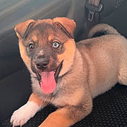 Luna is registered to the contest to win money with this photo: puppy, dog, tongue_out, car_seat, happy, pet, young_dog, canine, brown_fur, black_nose, seatbelt, inside_car, pet_portrait, cute, playful, fur, animal, domestic_animal, smiling, car_interior