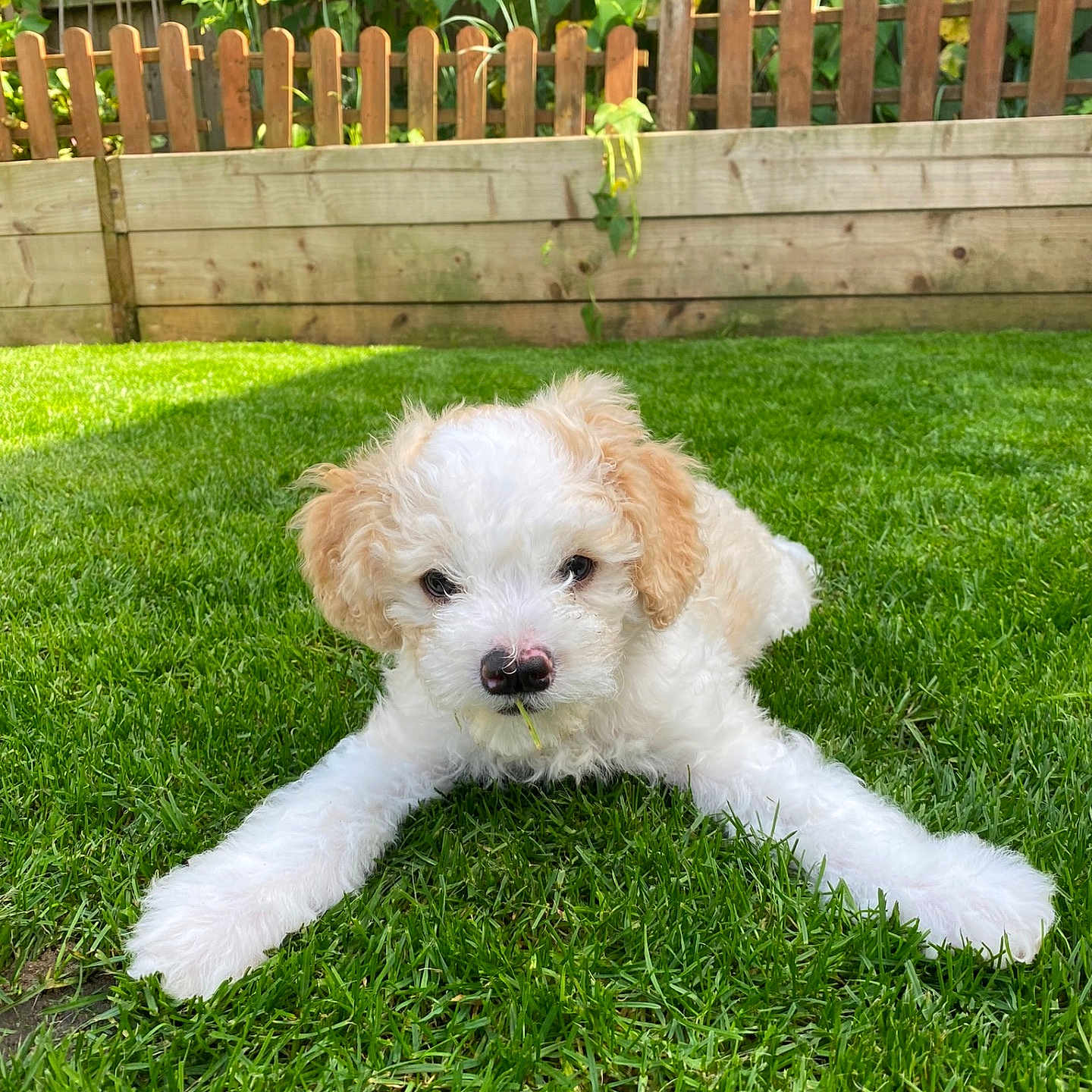 Milo is registered to the contest to win money with this photo: animal, backyard, canine, dog, fence, field, grass, grassland, green, herbal, herbs, lawn, leaf, nature, outdoors, pet, plant, puppy, summer, yard