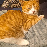 Hikari a rejoint le concours — aidez-le/la à gagner de superbes lots ! cat, orange_tabby, sleeping, blanket, pillow, tissue_box, bedroom, cozy, indoor, feline, pet, resting, fur, whiskers, pink_nose, paw, soft_texture, patterned_pillow, relaxation, domestic_animal