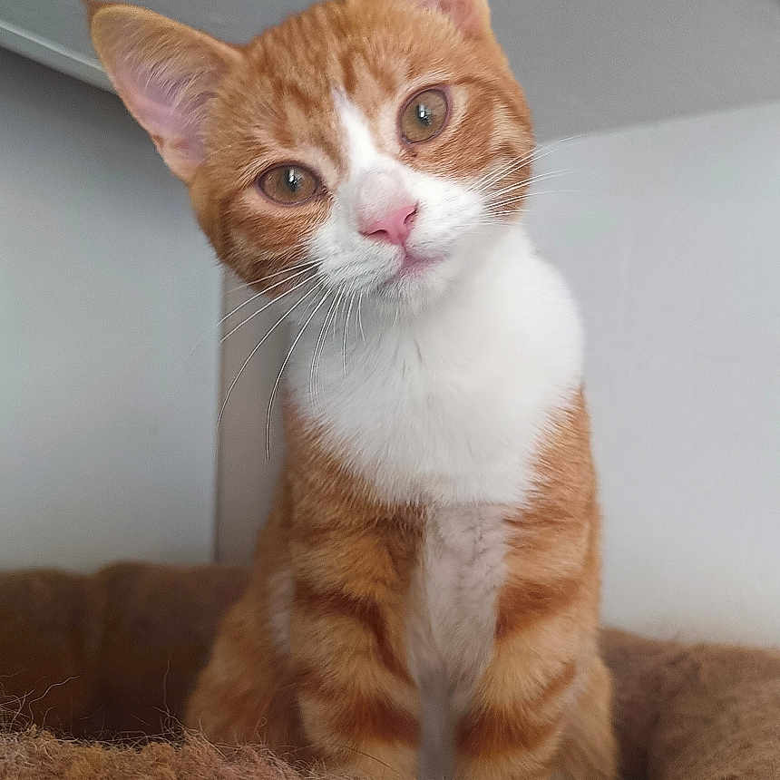 Hikari a rejoint le concours — aidez-le/la à gagner de superbes lots ! animal, brown_bed, cat, closeup, cozy, curious, cute, domestic_cat, feline, fur_pattern, head_tilt, indoor, orange_tabby, pet, pet_bed, pink_nose, portrait, sitting, whiskers, white_fur