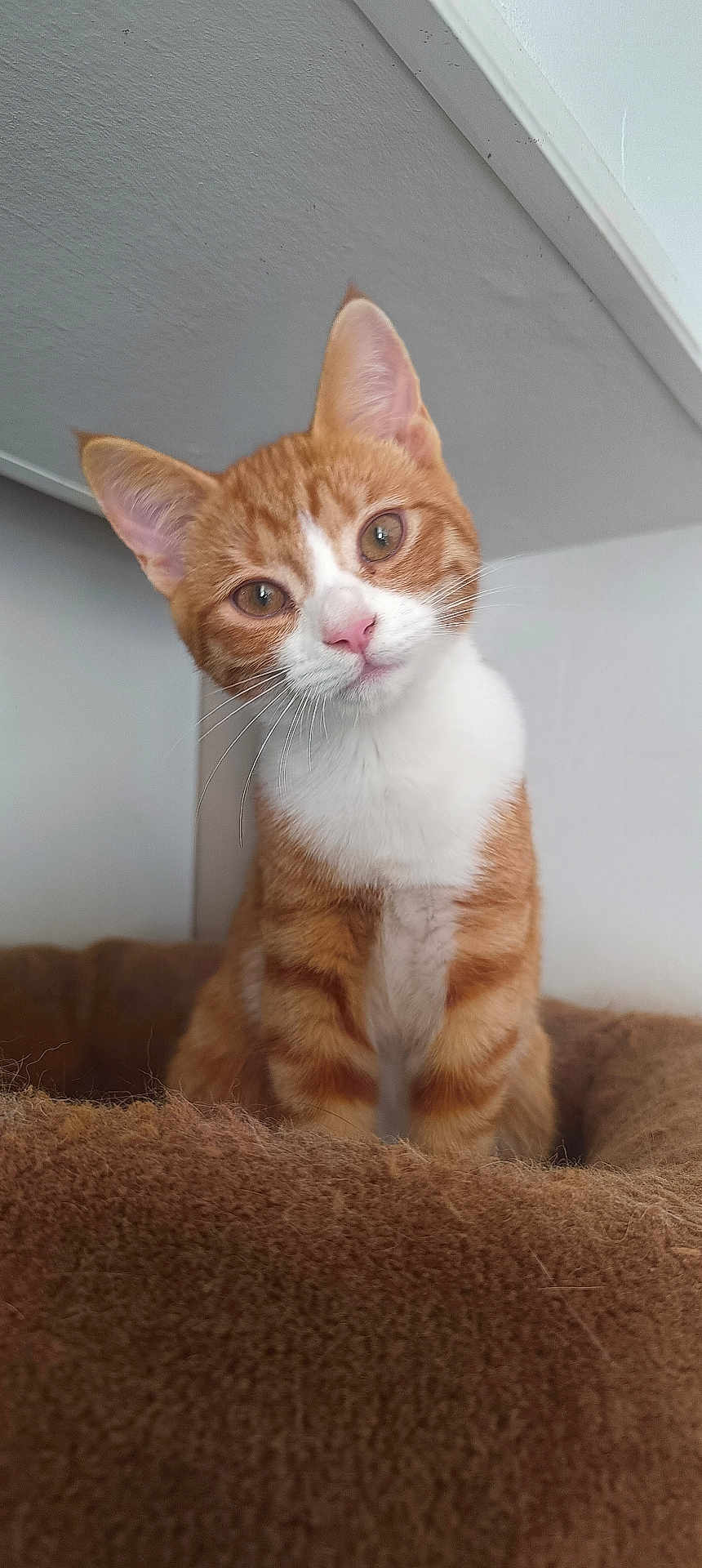 Hikari a rejoint le concours — aidez-le/la à gagner de superbes lots ! cat, orange_tabby, white_fur, pink_nose, whiskers, curious, pet_bed, cozy, indoor, feline, animal, cute, portrait, sitting, head_tilt, brown_bed, fur_pattern, domestic_cat, pet, closeup