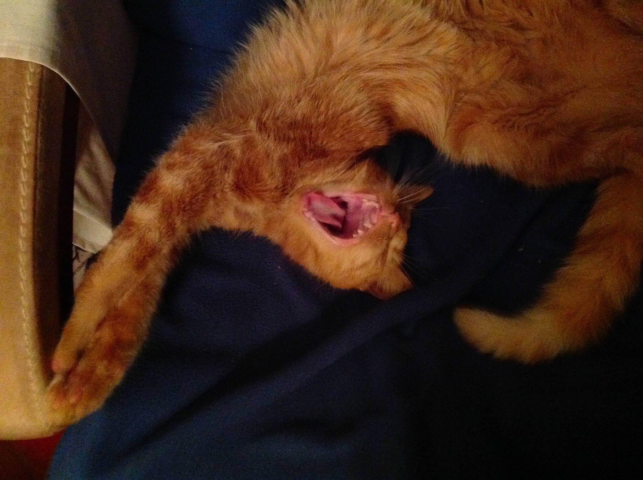 Halloween participe au concours pour gagner de l'argent avec cette photo : carnivore, cat, claw, fawn, felidae, fur, german_rex, kitten, laperm, paw, small_to_medium_sized_cats, snout, tail, whiskers