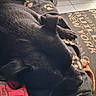 black_dog, blanket, canine, comfort, couch, cozy, dog, floor, fur, home, indoor, natural_light, paw_prints, pet, relaxation, resting, sleeping, tile, toy, window