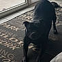 animal, black_dog, curtains, daylight, dog, floor, glass_door, home, indoor, looking, paw, pet, playful, ready, rug, slipper, stretching, tail, tile_floor, window