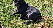 Laïka a rejoint le concours — aidez-le/la à gagner de superbes lots ! animal, backyard, black_dog, canine, daylight, dog, flora, grass, greenery, lawn, nature, outdoor, peaceful, pet, plant, relaxing, resting, summer, sunlight, sunny