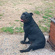 Laïka a rejoint le concours — aidez-le/la à gagner de superbes lots ! animal, black_dog, canine, daylight, dog, grass, ground, happy, looking_back, nature, outdoor, patio, pet, plant, sitting, smiling, stone_floor, tongue_out, wooden_planter, yard