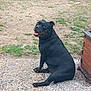 animal, black_dog, canine, daylight, dog, grass, ground, happy, looking_back, nature, outdoor, patio, pet, plant, sitting, smiling, stone_floor, tongue_out, wooden_planter, yard