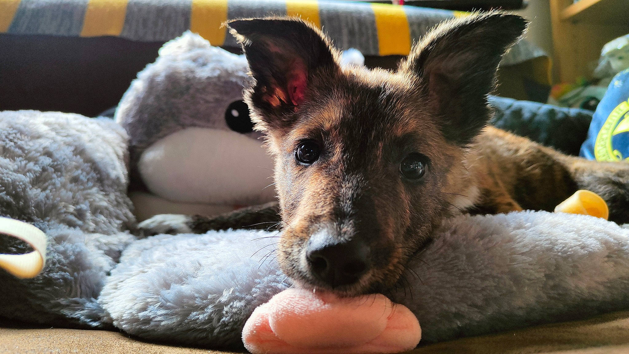 Sirius a rejoint le concours — aidez-le/la à gagner de superbes lots ! ancient_dog_breeds, canidae, carnivore, comfort, companion_dog, dog, dog_breed, dog_supply, ear, fawn, fur, herding_dog, paw, snout, terrestrial_animal, texas_heeler, toy_dog, whiskers, working_animal, working_dog