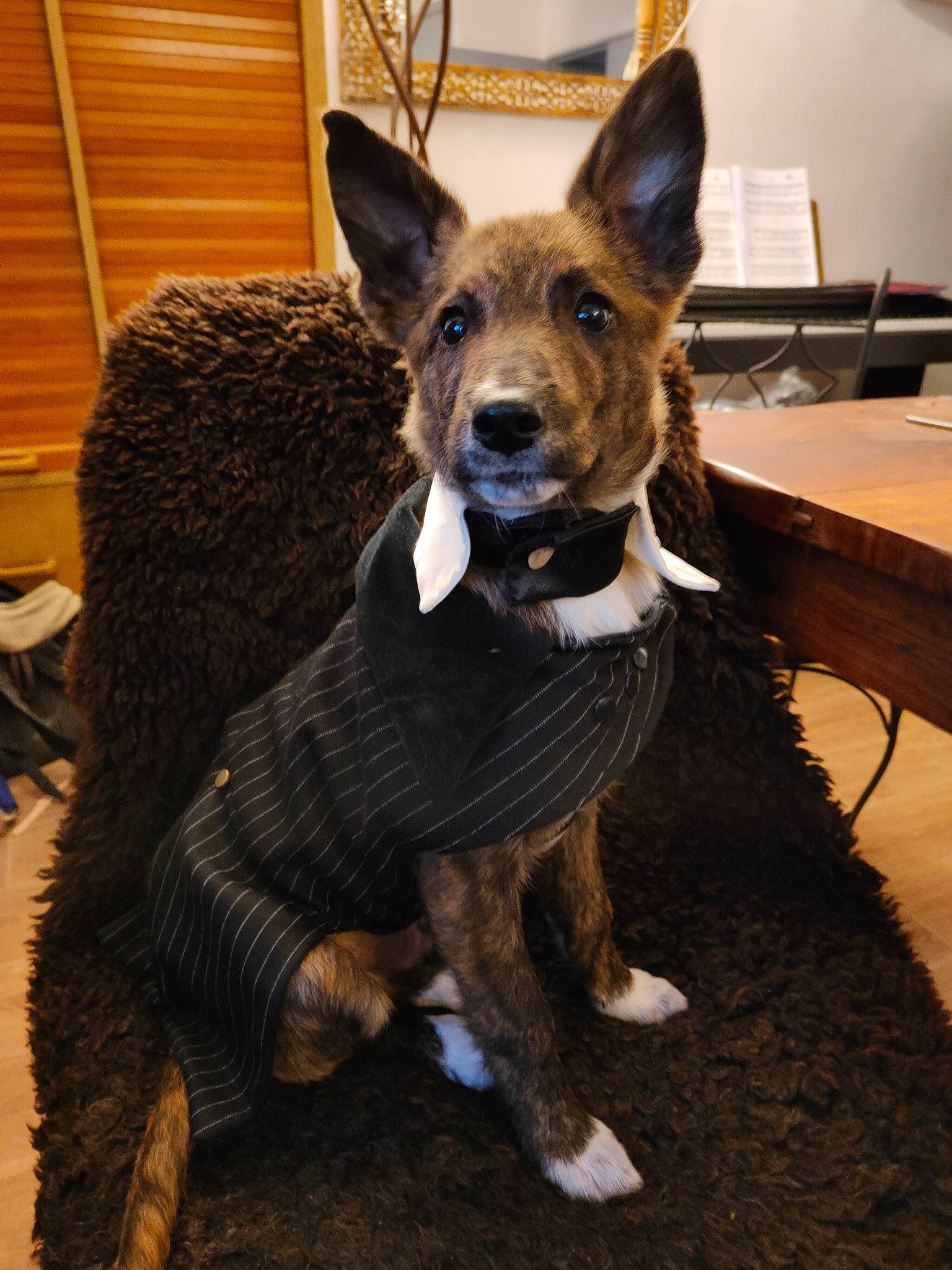 Sirius a rejoint le concours — aidez-le/la à gagner de superbes lots ! canidae, carnivore, collar, companion_dog, dog, dog_breed, dog_supply, fawn, fur, sitting, snout, sporting_group, tail, terrestrial_animal, toy_dog, whiskers, witch_hat, wood, working_animal, working_dog