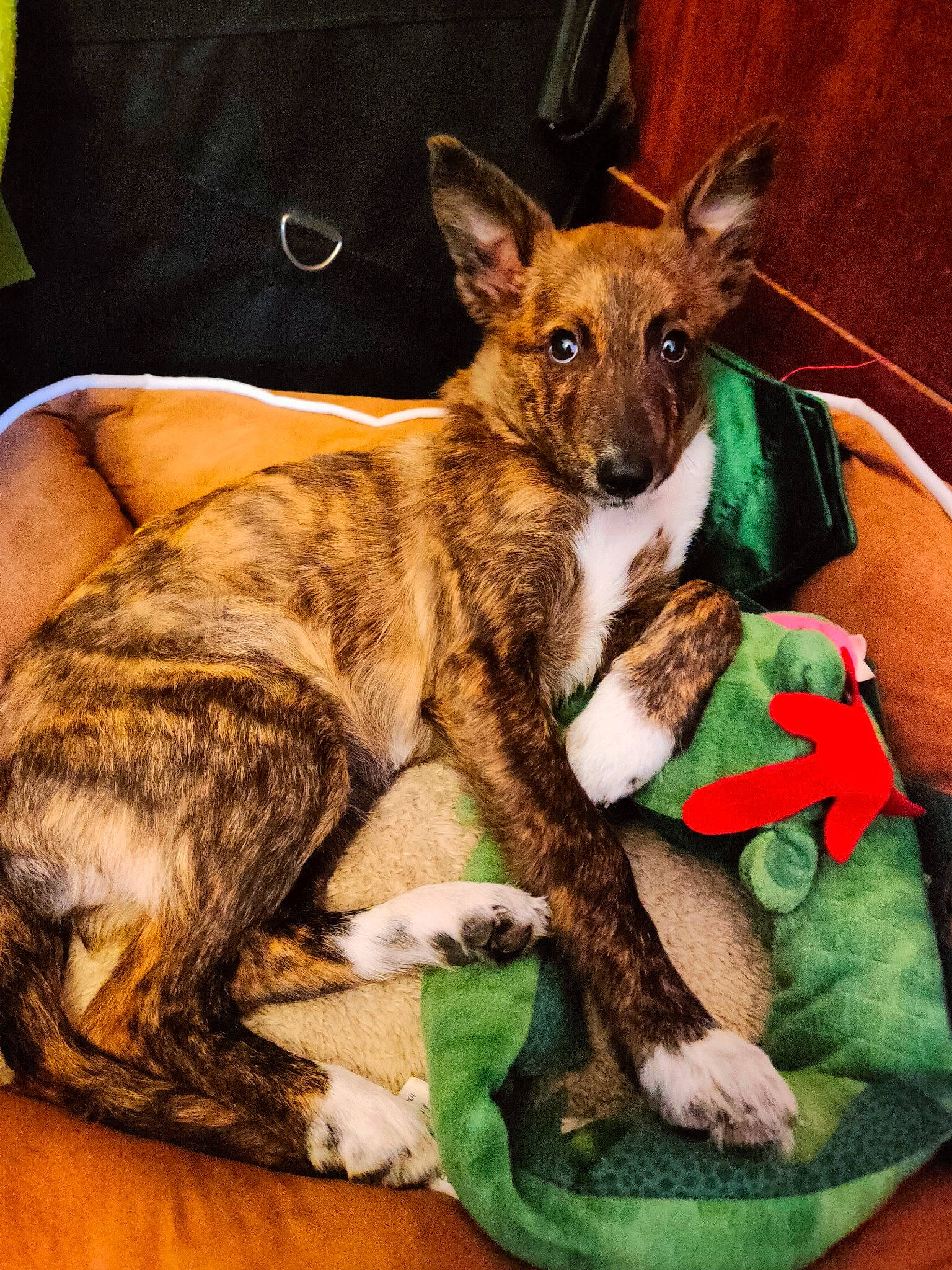 Sirius participe au concours pour gagner de l'argent avec cette photo : canidae, carnivore, companion_dog, dog, dog_breed, fawn, fur, snout, terrestrial_animal, whiskers