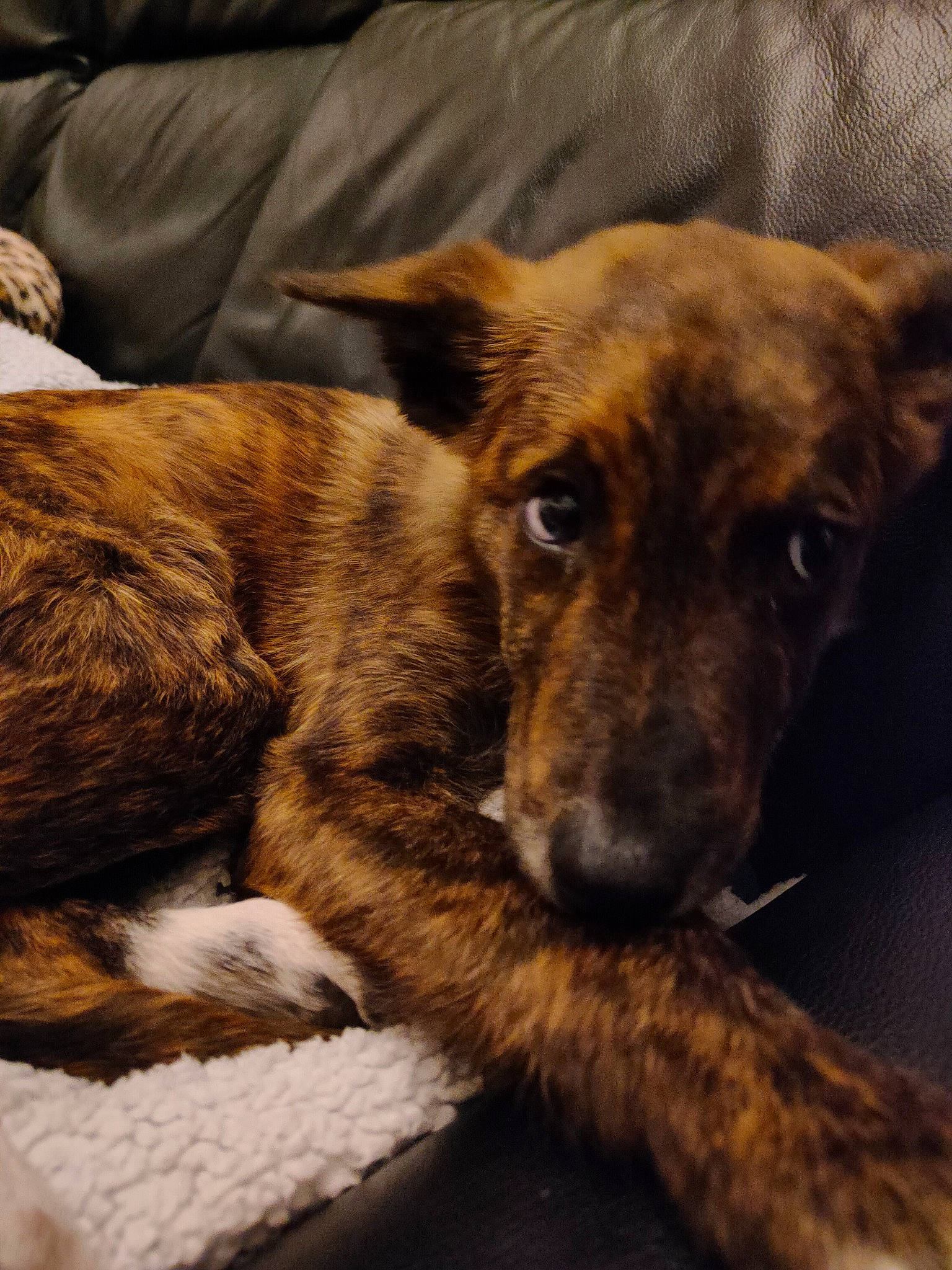 Sirius participe au concours pour gagner de l'argent avec cette photo : bored, canidae, carnivore, companion_dog, dog, dog_breed, ear, eye, fawn, fur, guard_dog, herding_dog, paw, snout, sporting_group, street_dog, terrestrial_animal, whiskers, working_animal, working_dog