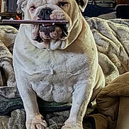 Pearl is registered to the contest to win money with this photo: bulldog, dog, pet, indoor, blanket, couch, furniture, animal, canine, sitting, white_dog, close_up, paw, home, resting, face, expression, mouth, object_in_mouth, cozy