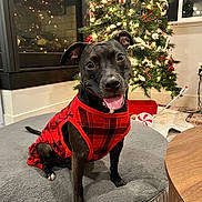 Ghost is registered to the contest to win money with this photo: dog, black_dog, plaid_clothing, dog_bed, christmas_tree, holiday_decorations, fireplace, indoor, pet, smiling_dog, festive, cozy, tongue_out, fur, animal, cute, domestic_animal, home, cheerful, holiday