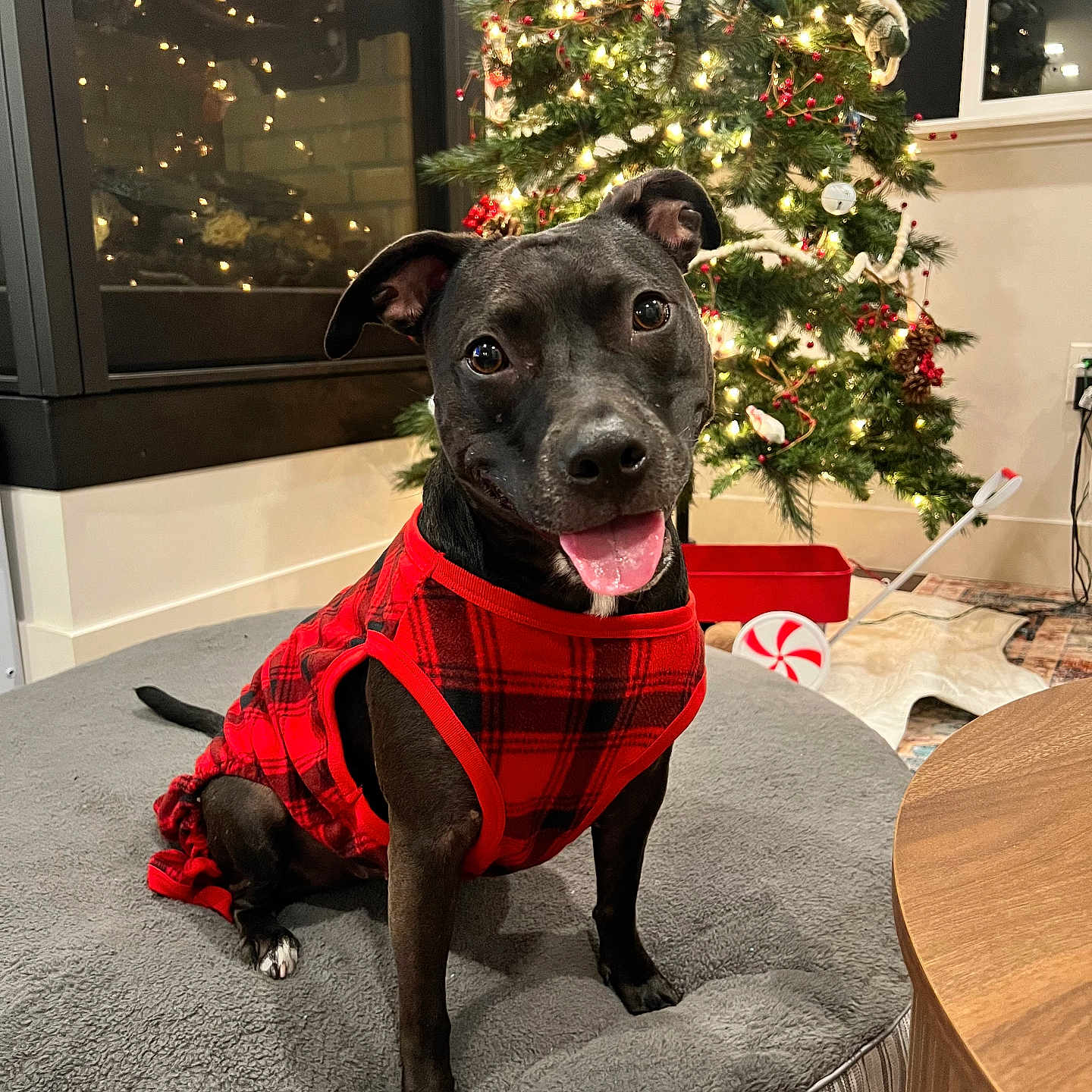 Ghost is registered to the contest to win money with this photo: animal, black_dog, cheerful, christmas_tree, cozy, cute, dog, dog_bed, domestic_animal, festive, fireplace, fur, holiday, holiday_decorations, home, indoor, pet, plaid_clothing, smiling_dog, tongue_out