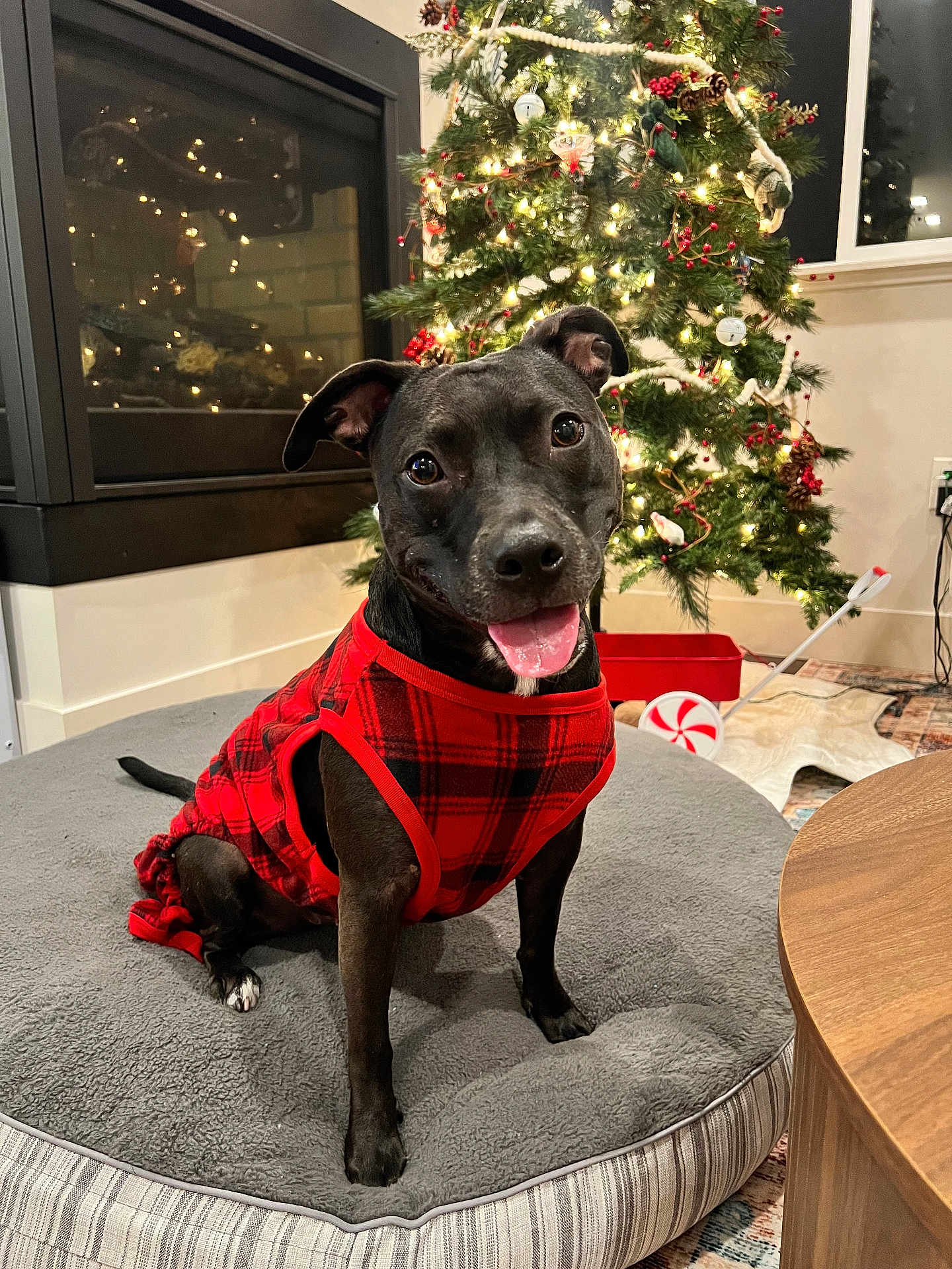 Ghost is registered to the contest to win money with this photo: dog, black_dog, plaid_clothing, dog_bed, christmas_tree, holiday_decorations, fireplace, indoor, pet, smiling_dog, festive, cozy, tongue_out, fur, animal, cute, domestic_animal, home, cheerful, holiday