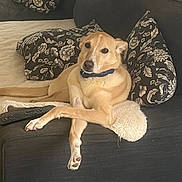 Olaf a rejoint le concours — aidez-le/la à gagner de superbes lots ! dog, couch, pillows, remote_control, living_room, relaxed, tan_dog, crossed_paws, indoor, pet, furniture, home, decor, cozy, resting, canine, animal, comfort, seat, blanket