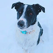 Hanky is registered to the contest to win money with this photo: dog, black_and_white_dog, snow, snowflakes, outdoor, pet, collar, turquoise_collar, closeup, portrait, looking_up, brown_eyes, fluffy_fur, wet_nose, ears, sitting, playful, winter, cute, animal