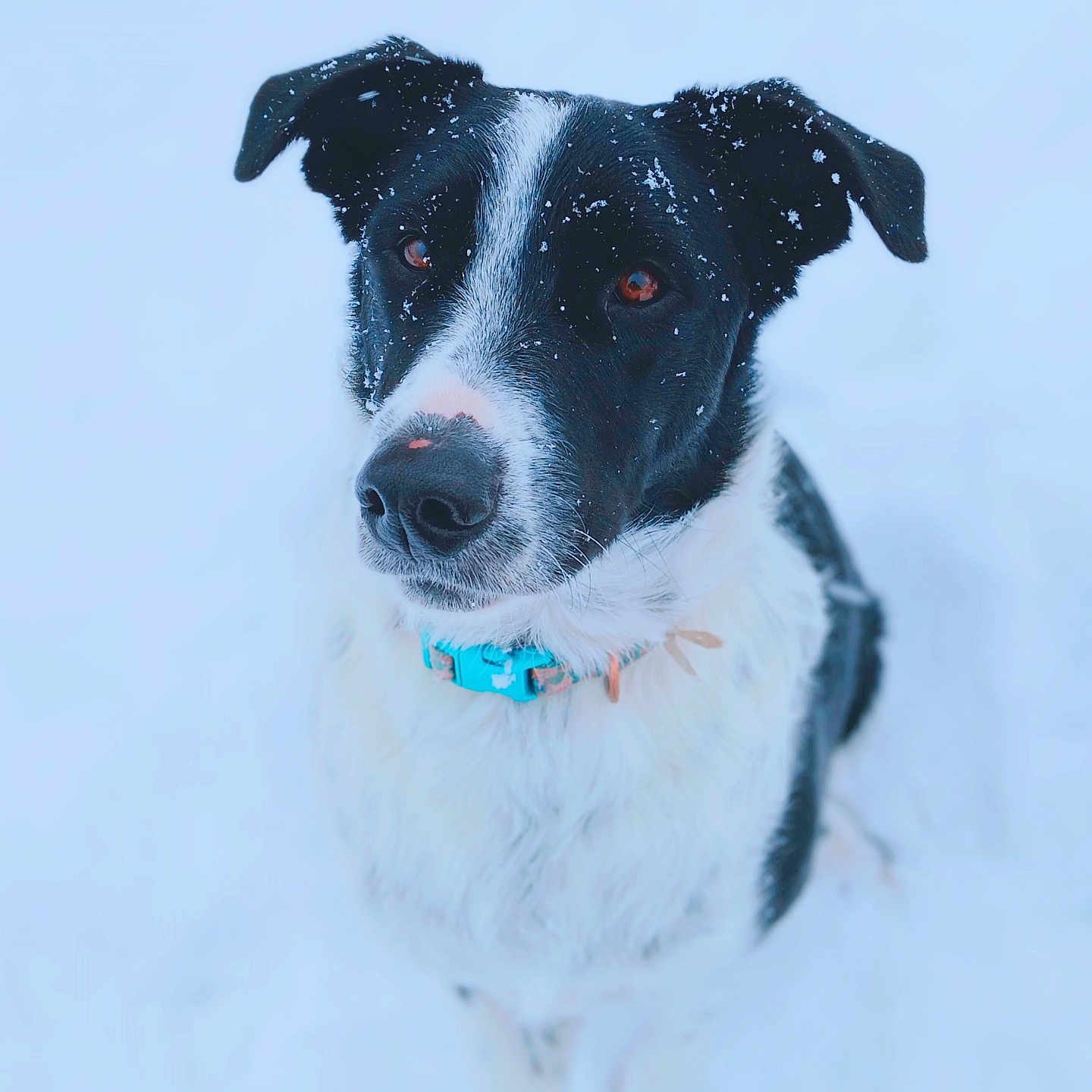 Hanky is registered to the contest to win money with this photo: animal, black_and_white_dog, brown_eyes, closeup, collar, cute, dog, ears, fluffy_fur, looking_up, outdoor, pet, playful, portrait, sitting, snow, snowflakes, turquoise_collar, wet_nose, winter