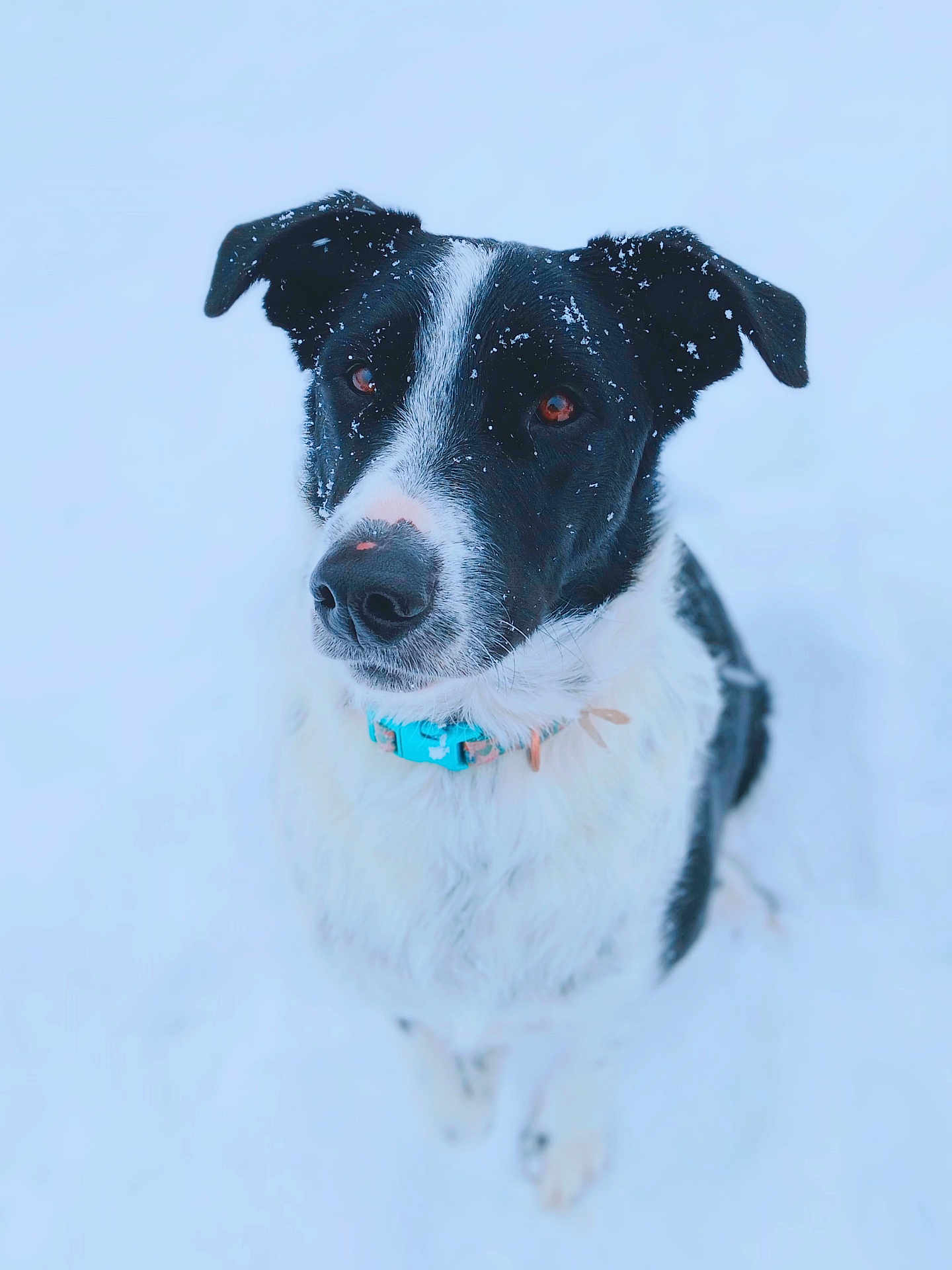 Hanky is registered to the contest to win money with this photo: dog, black_and_white_dog, snow, snowflakes, outdoor, pet, collar, turquoise_collar, closeup, portrait, looking_up, brown_eyes, fluffy_fur, wet_nose, ears, sitting, playful, winter, cute, animal