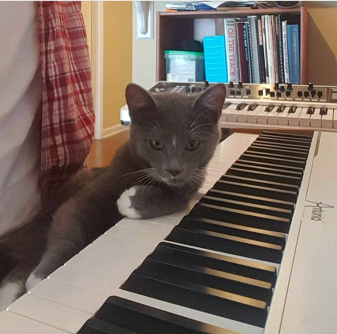 Opus joined the competition — help win amazing prizes! bookcase, carnivore, cat, comfort, curtain, felidae, floor, flooring, grey, hardwood, keyboard, piano, shelf, shelving, small_to_medium_sized_cats, tail, tartan, whiskers, window, wood