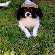 Atena a rejoint le concours — aidez-le/la à gagner de superbes lots ! carnivoran, companion_dog, dog, dog_breed, dog_breed_group, dog_like_mammal, grass, puppy, sporting_group