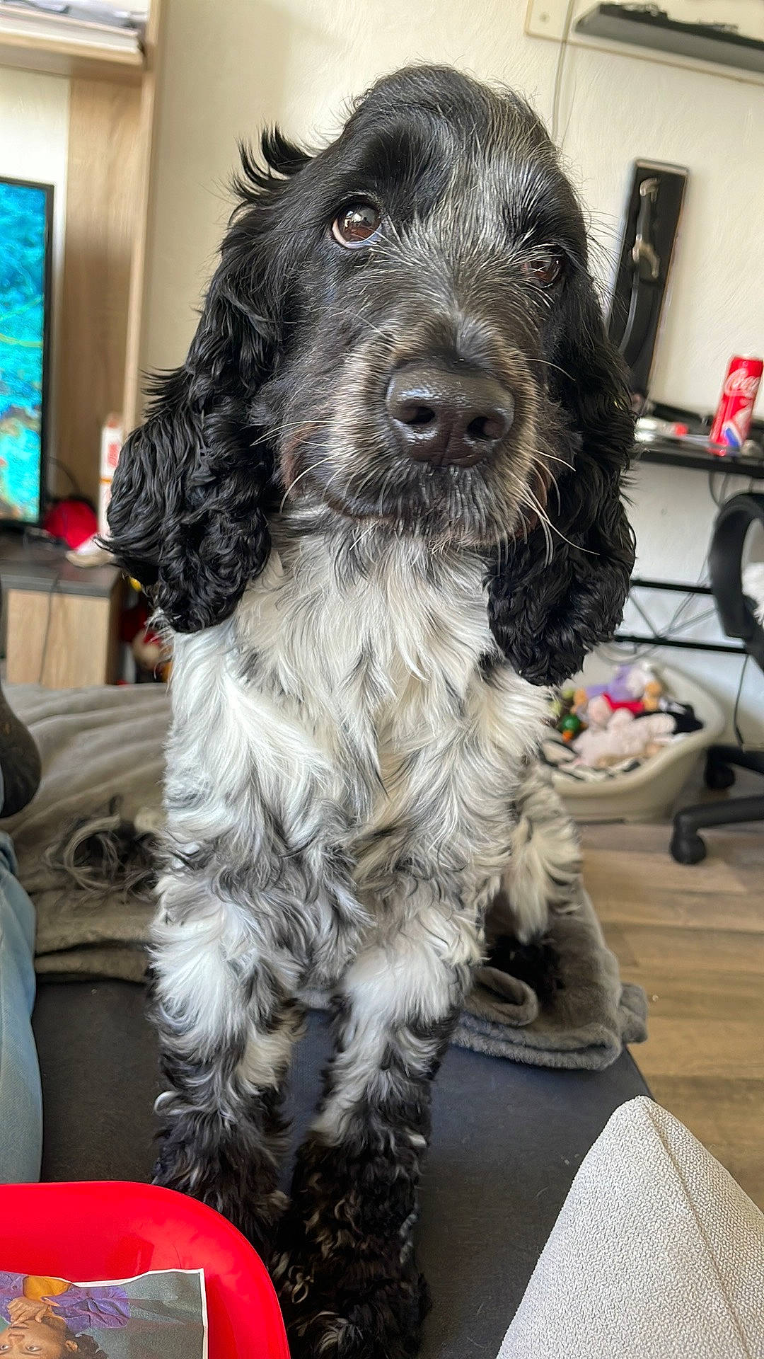 Nala a rejoint le concours — aidez-le/la à gagner de superbes lots ! canidae, carnivore, cocker_spaniel, companion_dog, dog, dog_breed, event, fur, picture_frame, snout, spaniel, sporting_group, television, working_animal