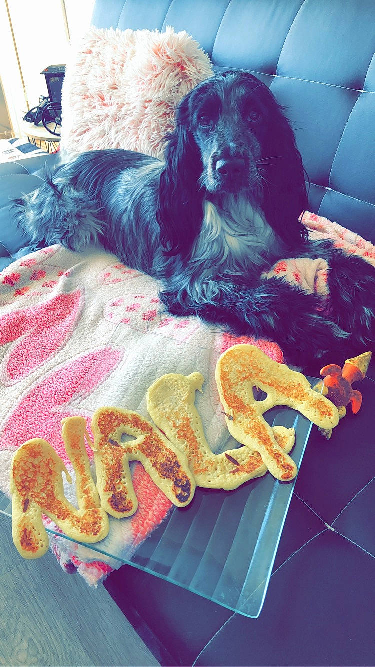 Nala a rejoint le concours — aidez-le/la à gagner de superbes lots ! american_cocker_spaniel, canidae, carnivore, cavalier_king_charles_spaniel, cocker_spaniel, companion_dog, dog, dog_breed, english_cocker_spaniel, liver, spaniel, sporting_group