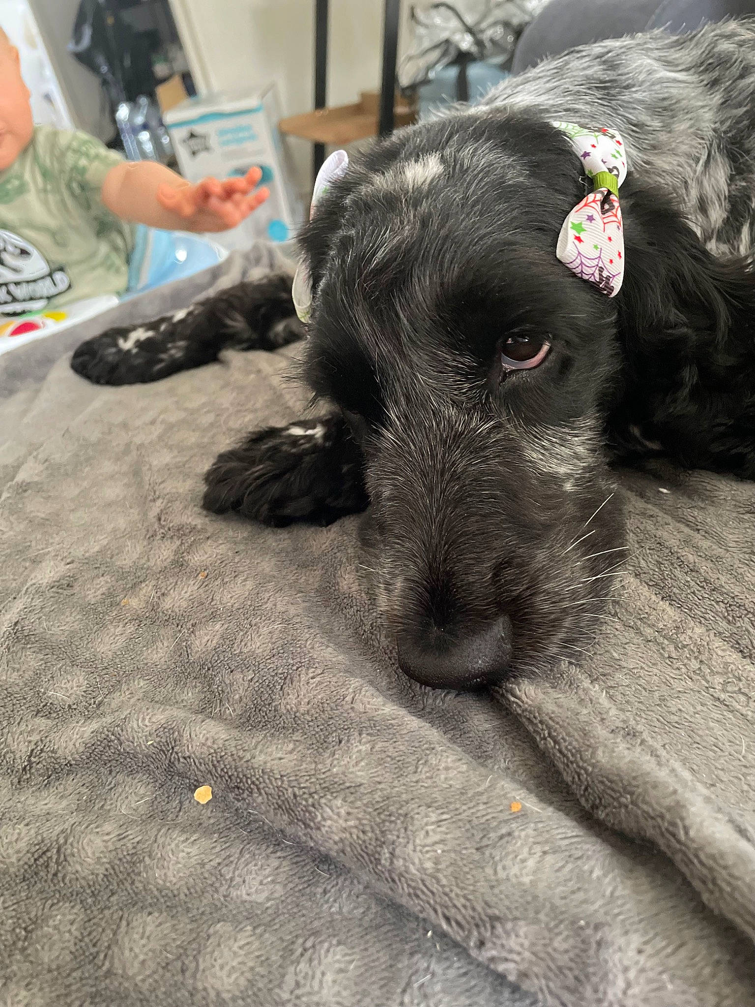 Nala a rejoint le concours — aidez-le/la à gagner de superbes lots ! canidae, carnivore, claw, comfort, companion_dog, dog, dog_breed, dog_collar, fawn, flooring, fur, grey, liver, non_sporting_group, paw, snout, sporting_group, terrestrial_animal, whiskers, working_animal