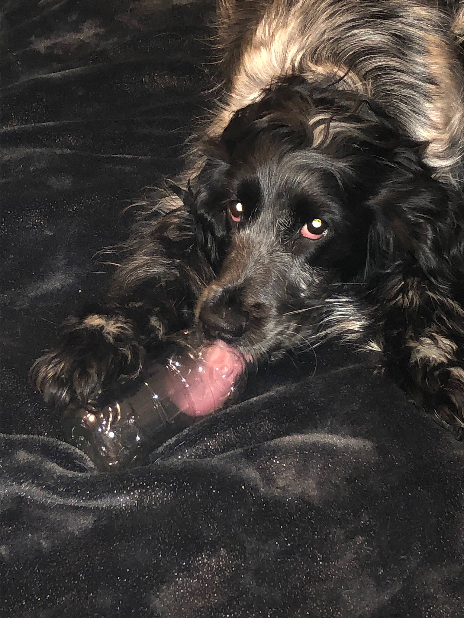 Nala a rejoint le concours — aidez-le/la à gagner de superbes lots ! american_cocker_spaniel, blue_picardy_spaniel, boykin_spaniel, canidae, carnivore, cocker_spaniel, dog, dog_breed, english_cocker_spaniel, fur, german_spaniel, schnoodle, scottish_deerhound, spaniel, sporting_group