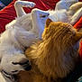 dog, cat, pet, animal, fur, relaxing, sleeping, bed, blanket, indoors, cozy, companion, white_dog, ginger_cat, cute, friendship, resting, domestic, paw, fur_texture