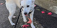 Sunny a rejoint le concours — aidez-le/la à gagner de superbes lots ! autumn, building, canine, curious, daylight, dog, fall, leaf, leash, nature, outdoor, parked_cars, pavement, pet, playful, red_leaf, sidewalk, street, urban, walking