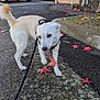 Sunny a rejoint le concours — aidez-le/la à gagner de superbes lots ! dog, leash, autumn, leaf, sidewalk, curious, outdoor, parked_cars, pavement, building, urban, pet, walking, nature, fall, playful, street, daylight, canine, red_leaf