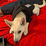 Sunny participe au concours pour gagner de l'argent avec cette photo : animal, black_shirt, blanket, canine, cozy, cute, dog, ears, expression, face, floor, fur, indoor, jeans, lying_down, person, pet, red, resting, wood