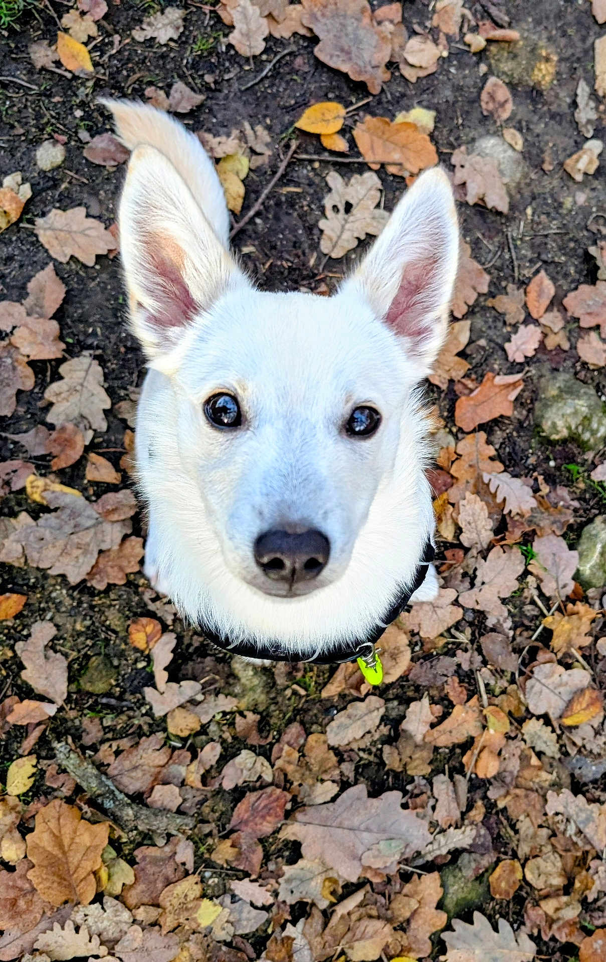 Sunny participe au concours pour gagner de l'argent avec cette photo : dog, white_dog, ears, nose, autumn_leaves, outdoor, nature, curious, pet, animal, ground, fall, leaf_litter, close_up, looking_up, canine, companion, forest_floor, daylight, playful