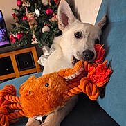 Sunny participe au concours pour gagner de l'argent avec cette photo : dog, white_dog, toy, rope_toy, chewing, couch, blue_couch, christmas_tree, holiday_decorations, teddy_bears, ornaments, indoor, pet, playful, animal, fur, paws, ears, nose, living_room