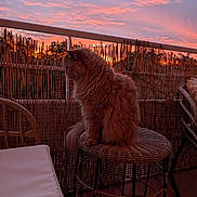 Billy participe au concours pour gagner de l'argent avec cette photo : cat, sunset, balcony, wicker_stool, outdoor, furniture, sky, clouds, orange_sky, pink_sky, bamboo_fence, pet, fluffy, animal, evening, nature, relaxing, domestic_animal, silhouette, peaceful