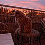 cat, sunset, balcony, wicker_stool, outdoor, furniture, sky, clouds, orange_sky, pink_sky, bamboo_fence, pet, fluffy, animal, evening, nature, relaxing, domestic_animal, silhouette, peaceful