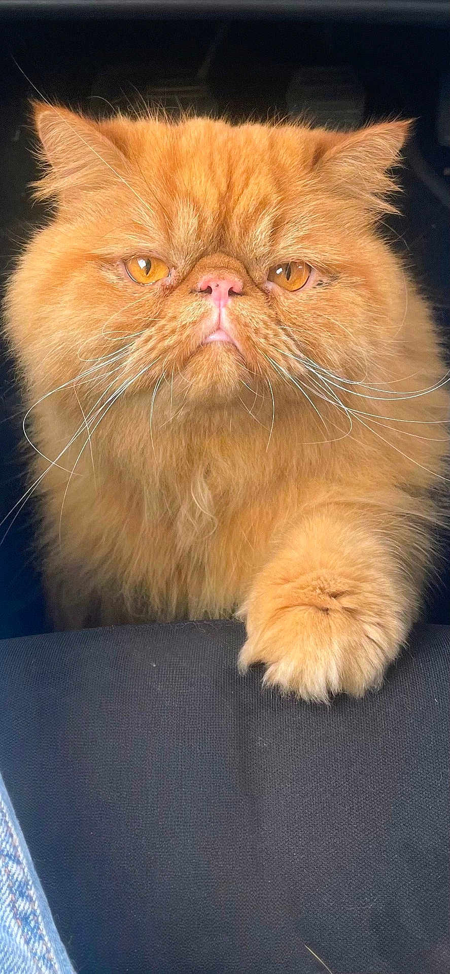 Billy a rejoint le concours — aidez-le/la à gagner de superbes lots ! cat, orange_cat, fluffy, pet, animal, paw, whiskers, close_up, face, fur, indoor, looking, cute, mammal, feline, expression, portrait, eyes, pink_nose, domestic_cat