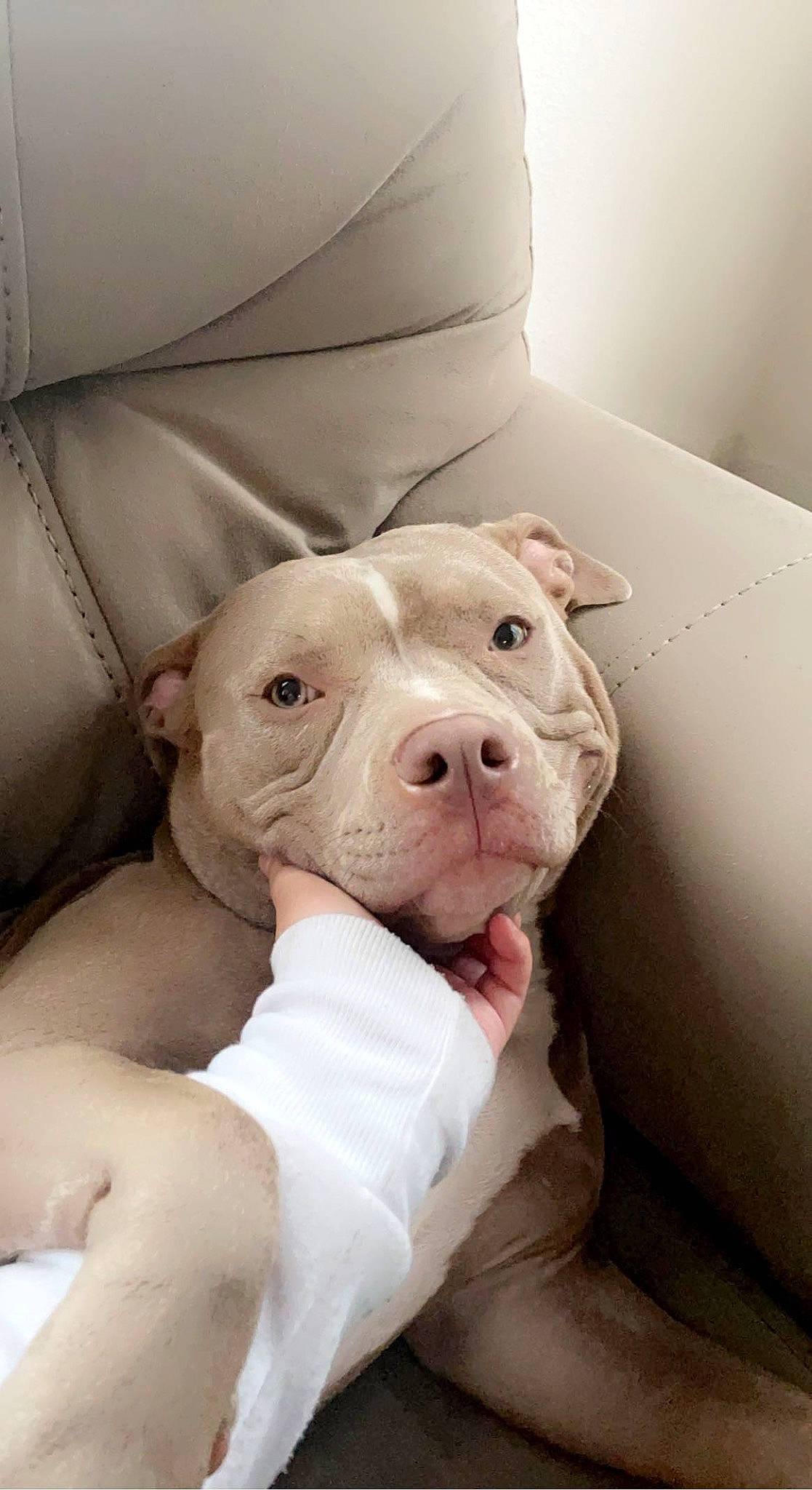 Jules is registered to the contest to win money with this photo: canidae, carnivore, comfort, companion_dog, cordoba_fighting_dog, dog, dog_breed, dog_supply, dogo_argentino, fawn, non_sporting_group, pet_supply, puppy, snout, sporting_group, suidae, terrestrial_animal, whiskers, working_animal, wrinkle