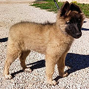 Vicky a rejoint le concours — aidez-le/la à gagner de superbes lots ! alert, animal, canine, curious, cute, dog, ears, face, fur, grass, gravel, leash, nature, outdoor, pet, puppy, shadow, standing, sunlight, young