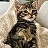 animal, blanket, blue_eyes, cat, cozy, curious, cute, domestic, feline, fluffy, fur, indoor, kitten, paw, pet, sitting, soft, tabby, whiskers, young