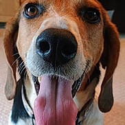 Shiloh is registered to the contest to win money with this photo: dog, tongue, close_up, nose, pet, indoor, happy, canine, animal, ears, collar, fur, brown, black, white, friendly, portrait, expression, whiskers, domestic