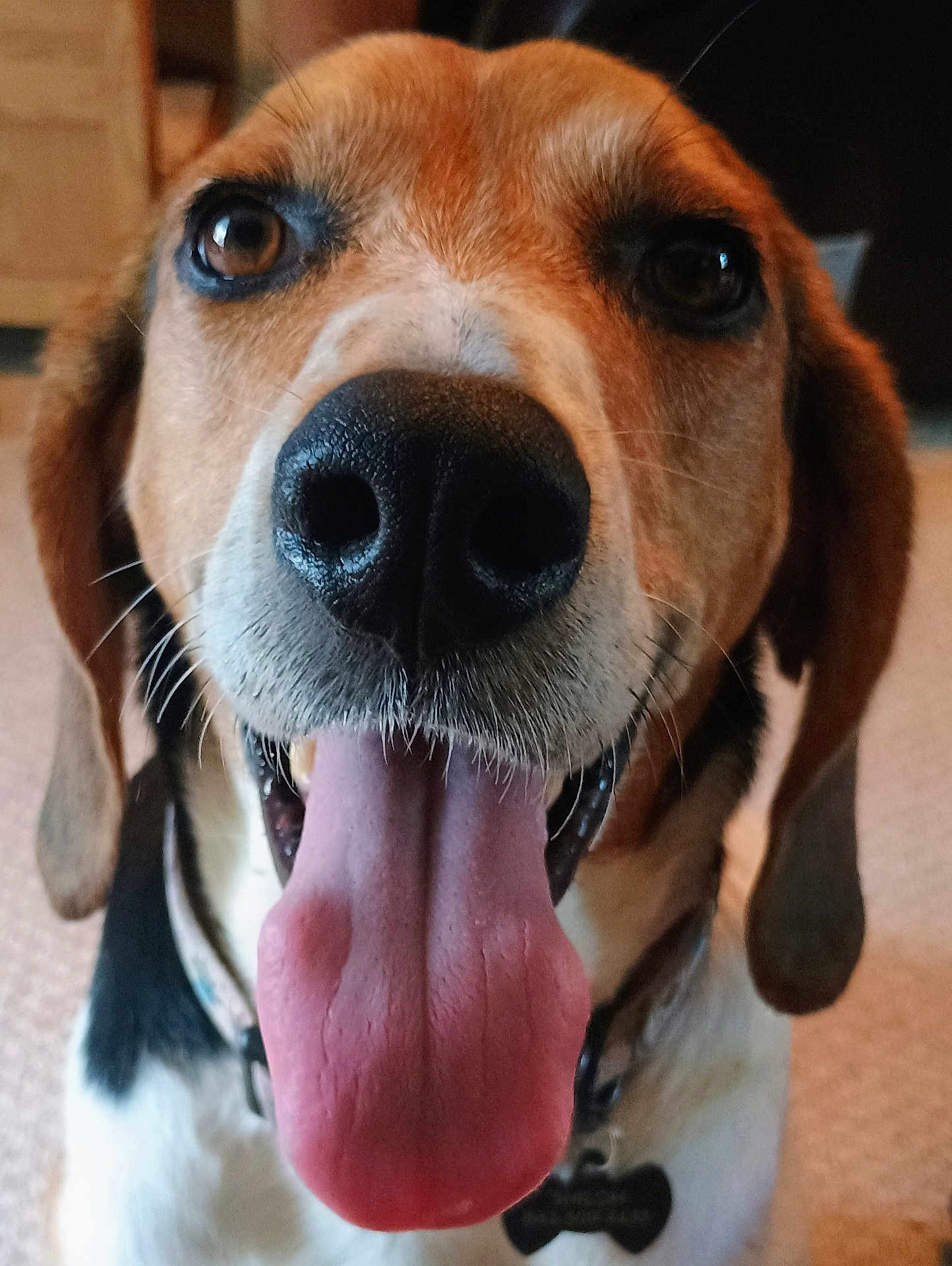 Shiloh