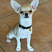 Appy participe au concours pour gagner de l'argent avec cette photo : dog, chihuahua, pet, small_dog, puppy, collar, bell, ears, animal, canine, fur, floor, tile, cute, pet_accessory, indoor, looking, sitting, portrait, domestic_animal
