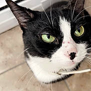 Boo-Boo joined the competition — help win amazing prizes! cat, black_and_white, green_eyes, close_up, pet, whiskers, floor, tile, indoor, curious, feline, nose_spot, animal, looking_up, ears, face, domestic_cat, whiskers_visible, fur, home