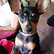 Pumpkin is registered to the contest to win money with this photo: dog, puppy, ears, black_and_tan, couch, blanket, elderly_person, glasses, indoors, pet, looking_at_camera, sitting, fur, face, human, home, comfort, curious, animal, closeup